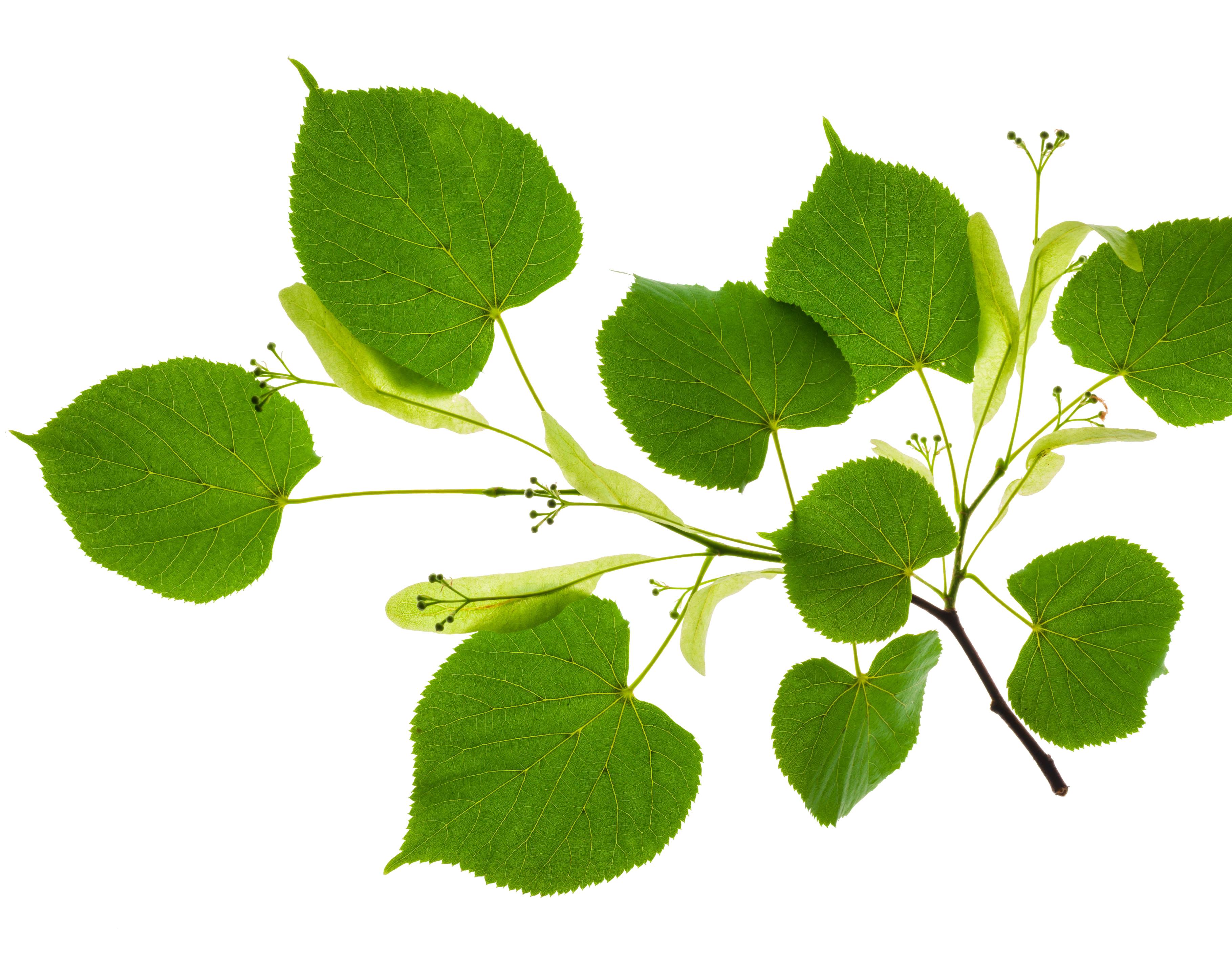 Ein grüner, in Blüte stehender Lindenzweig